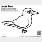 Least Tern Coloring Page