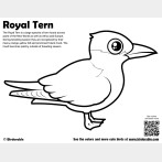 Royal Tern Coloring Page