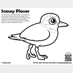 Snowy Plover Coloring Page