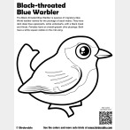 Black-throated Blue Warbler Coloring Page