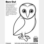 Barn Owl Coloring Page
