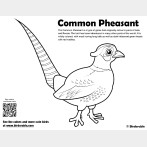 Common Pheasant Coloring Page