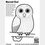 Barred Owl Coloring Page
