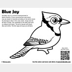 Blue Jay Coloring Page