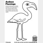 Andean Flamingo Coloring Page