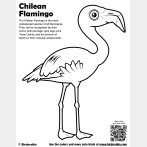 Chilean Flamingo Coloring Page