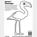 James's Flamingo Coloring Page