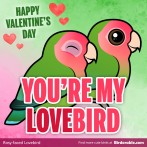 Valentine's Day "You're My Lovebird" Shareable Graphic