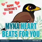 Valentine's Day "Myna Heart Beats For You" Shareable Graphic