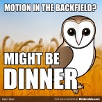 Superb Owl "Motion in the Backfield" Shareable Graphic