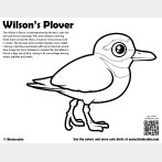 Wilson's Plover Coloring Page