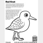 Red Knot Coloring Page