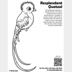 Resplendent Quetzal Coloring Page