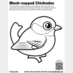 Black-capped Chickadee Coloring Page