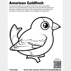 American Goldfinch Coloring Page