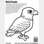 Bald Eagle Coloring Page