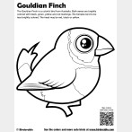 Gouldian Finch Coloring Page
