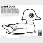 Wood Duck Coloring Page
