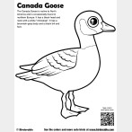 Canada Goose Coloring Page
