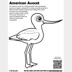 American Avocet Coloring Page