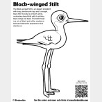 Black-winged Stilt Coloring Page