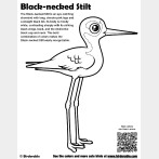 Black-necked Stilt Coloring Page