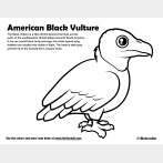 American Black Vulture Coloring Page