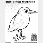 Black-crowned Night Heron Coloring Page
