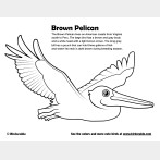Brown Pelican Coloring Page