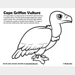 Cape Griffon Vulture Coloring Page