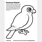 Common Kestrel Coloring Page