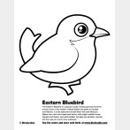 Eastern Bluebird Coloring Page