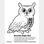 Eurasian Eagle-Owl Coloring Page