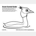 Great Crested Grebe Coloring Page