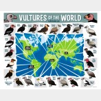 Vultures of the World Map