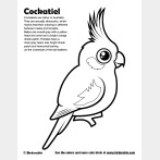 Cockatiel Coloring Page