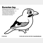 Eurasian Jay Coloring Page
