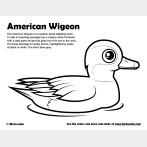 American Wigeon Coloring Page