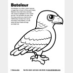 Bateleur Coloring Page