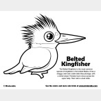 Belted Kingfisher Coloring Page