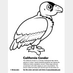 California Condor Coloring Page