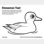 Cinnamon Teal Coloring Page