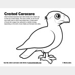 Crested Caracara Coloring Page