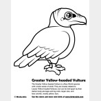 Greater Yellow-headed Vulture Coloring Page