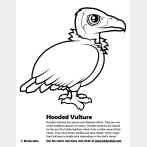 Hooded Vulture Coloring Page