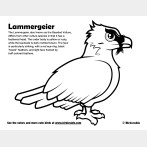 Lammergeier Coloring Page