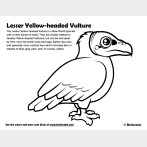 Lesser Yellow-headed Vulture Coloring Page