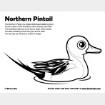 Northern Pintail Coloring Page