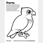 Osprey Coloring Page