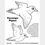 Passenger Pigeon Coloring Page